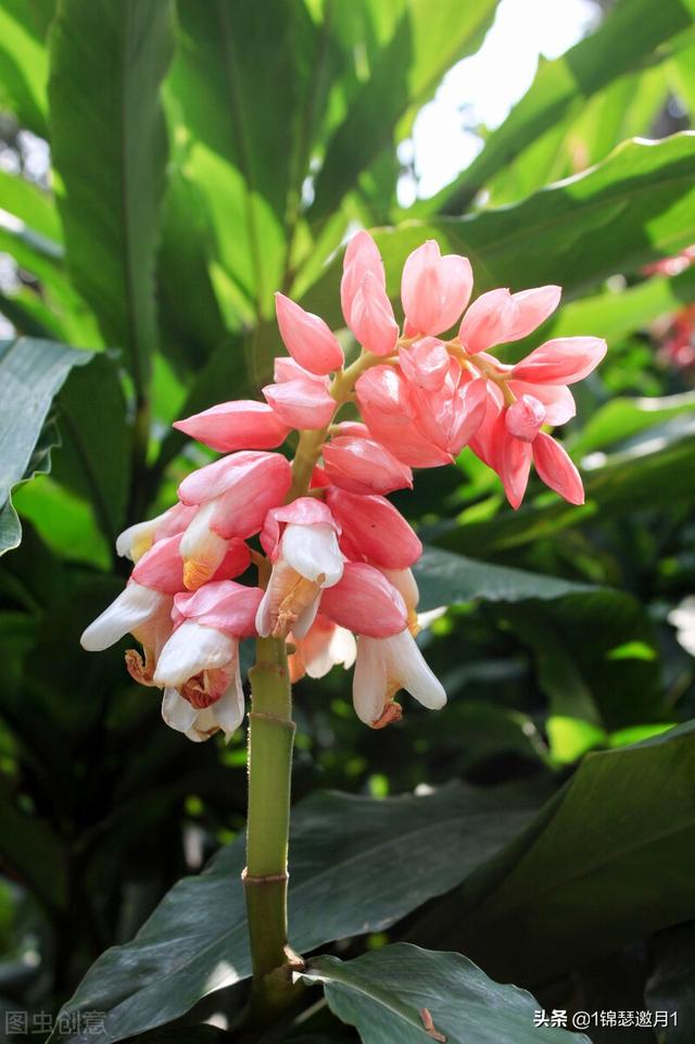 沙姜图片_植物知识网