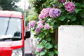 为了防止雨伞被偷走，你知道日本人有多努力吗？图片