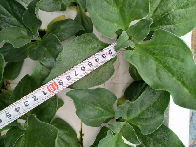 冰菜生物学特性及气雾培生产技术