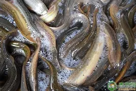 养一亩泥鳅能挣多少钱？图片