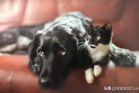 掉了二两头发，总结出的驱虫小贴士图片