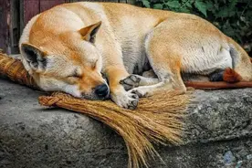 农村俗语“老狗不死家”，为什么土狗临死前，都会离家出走呢？图片