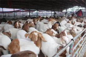 怎样养羊出栏最快？让羊快速出栏的五个方法！养羊人快来看图片