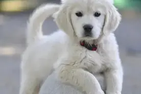 老人说家里来狗是吉兆，为啥这样说？有道理吗？图片