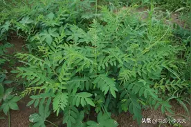 神奇的中药（41）——苦参图片