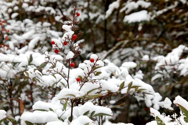 【美丽甘谷】雪落大像山！千年名山裹银纱 尽显冬日韵致