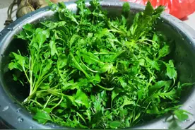 中国人吃野菜地图图片