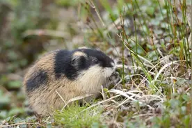 湖南鸟群“集体自杀”，网友认为可能是灾难前兆，究竟怎么回事？图片