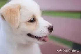 关于狗狗打预防针的探讨图片