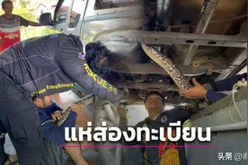 泰国男子车内惊现3米大蟒蛇 悉心照料后被放归自然图片