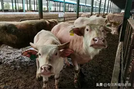 牛口蹄疫——预防、治疗及误区图片