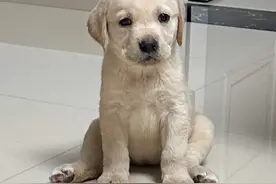 幼犬“驱虫”时间和做法，我猜你还糊里糊涂不知道图片