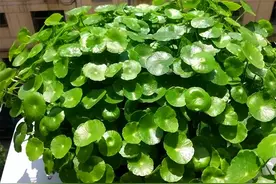 铜钱草发黄叶子少？只用一招，3个月后大变样，翠绿旺盛财运到图片