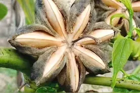 美藤果是一种高油脂、高蛋白、高维生素E的新型油料植物图片