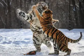 东北人性格有何不同？辽宁奸，龙江虎，中间夹个250合理吗？图片