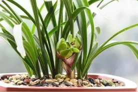 春天养兰花，怎样让它多长新芽？只需做好4件事图片