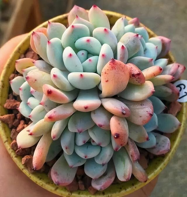 270种常见多肉图谱，一分钟认全！