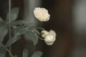 相逢无期，一生惦记图片