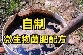 自制“微生物菌肥”配方，一斤成本十几元，既治病又增收图片
