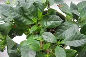 植物常见的小黑飞、蚧壳虫、蚜虫和红蜘蛛，教你有效的杀虫技巧图片