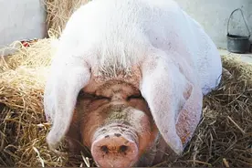 浙江猪王：重达2200斤，躲过4次屠刀，皈依佛门后寿终正寝图片