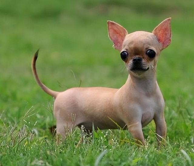 吉娃娃不能吃的食物(吉娃娃幼犬不能吃的食物)_牧林森宠物网