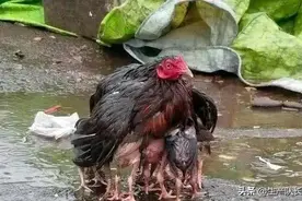 雨中母鸡护小鸡图片