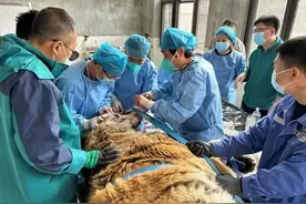 真正的“虎口拔牙”！就发生在咱长春图片