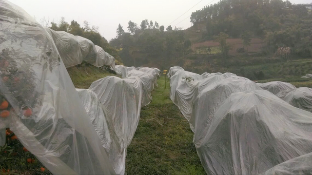 鏌戞鐣欐爲淇濋矞鍗栭珮浠凤紵鍝佺瑕佹眰銆佸噯澶囧伐浣滐紝浣犻兘鐭ラ亾鍚楋紵椹檸涓嶅緱