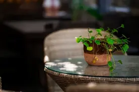 当你活得孤独的时候，看看猫的智慧，就通透了图片