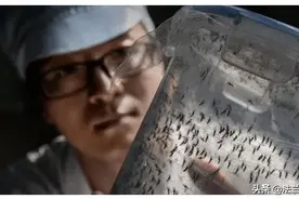 广州连续7年放飞绝育亚洲虎蚊！人工蚊子为什么不吸血？图片