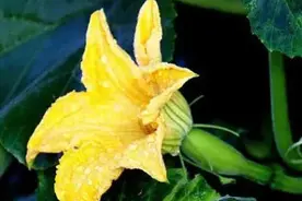 南瓜蔓长10米结果2个？老农教你用一块小石头搞定南瓜不结果图片