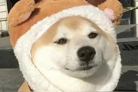 搞怪头像｜男生女生头像萌宠超可爱小猫小狗奥特曼动漫头像图片