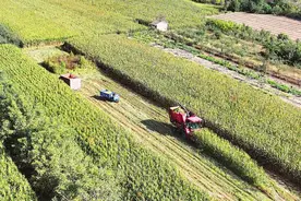 襄汾县新城镇解村：农民驾驶收割机收获农作物图片