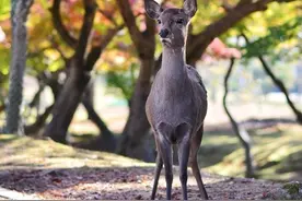 秋天我们去日本拍红枫图片