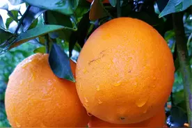 不知道你的柑橘树为何总是病虫满身？看看这篇分析就知道了！图片