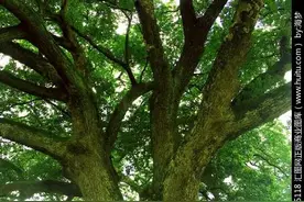 一种自带香气却不能随意砍伐的树种一一樟树图片