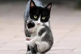 母猫把幼猫叼给你，这几个理由不要轻视图片