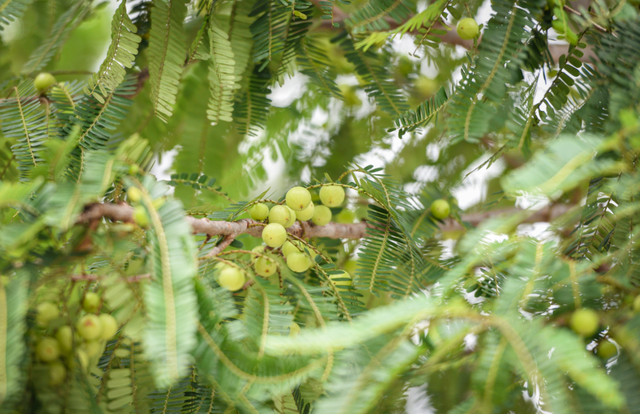 有一种果实，想不想来一口试试？
