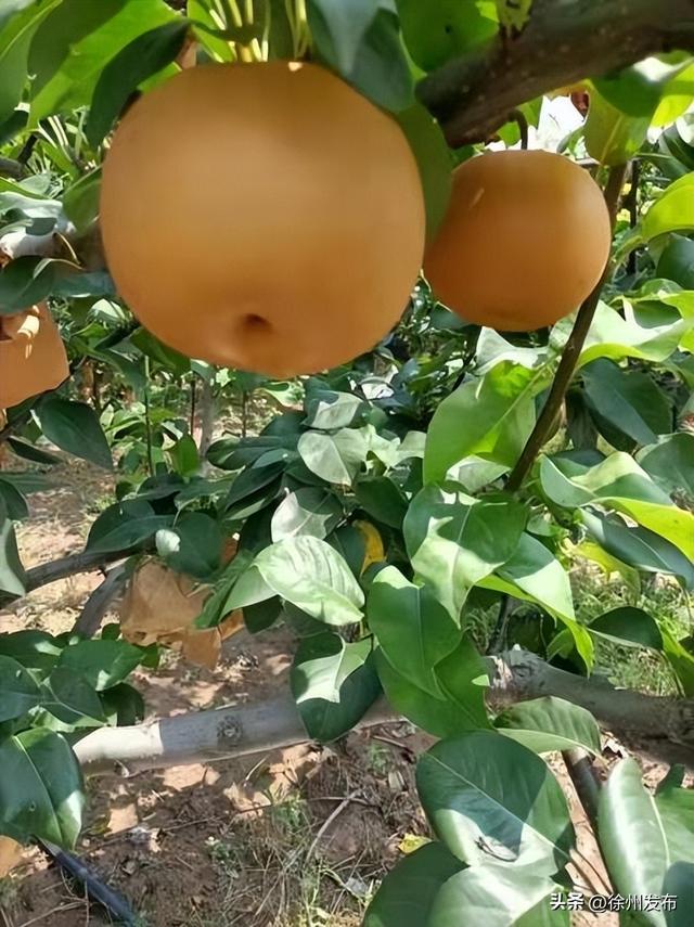 金秋微度假，就来贾汪，66个必玩之地安排！