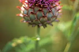 洋蓟，亦花，被称作“性感莲花”；亦菜，贵为“蔬菜之皇”图片