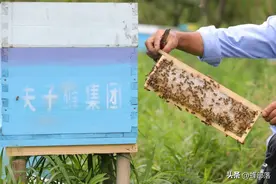 割蜜后蜜蜂为何会飞逃？养蜂人告诉你，5大原因引起图片
