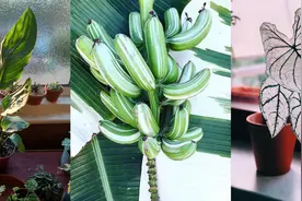 家里少不了的8种大叶子盆栽，极具美感的绿植，不比开花植物逊色图片