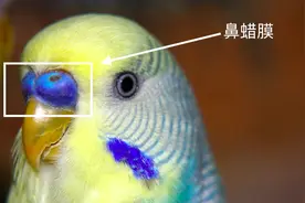 虎皮鹦鹉公母鉴别（详细讲解）图片