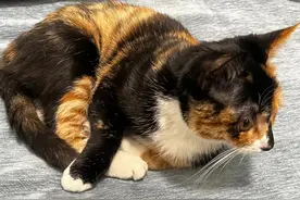 给猫咪绝育是残忍、违反自然的事吗？图片