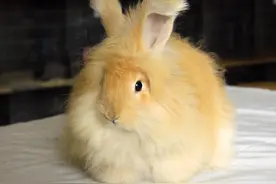 为吃一口肉，教皇宣布“兔子是鱼”，300+种宠物兔起源于一个谎言图片