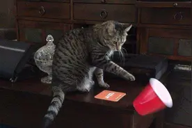 猫咪喜欢推桌子上的东西，仅仅是因为手欠吗？图片