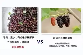 【安全警示】别吃！这种水果吃了会中毒图片