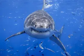 科普4：动物的分类（一）图片