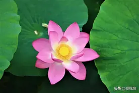 《满庭芳·国色》好美，带你看懂中国色的同时，带您领略吴家堡四时之美图片